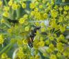Lasioglossum calceatum